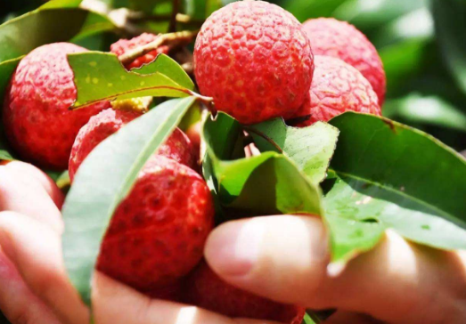 荔枝起源于哪里