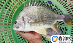 海钓窝料怎么选择  4种海钓的主流窝料