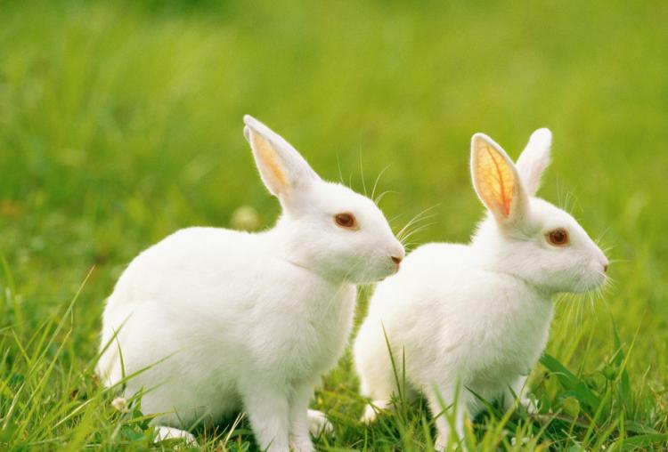 高风玉骨指什么动物