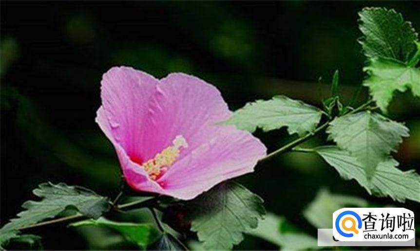 木槿花夏天怎么养护