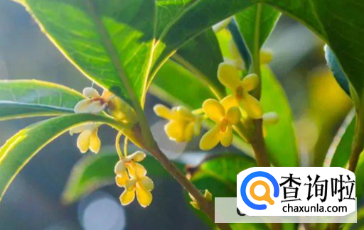 桂花树不开花是什么原因