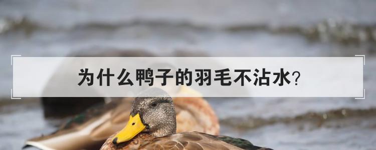 为什么鸭子的羽毛不沾水