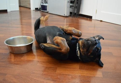 小狗拉稀怎么办