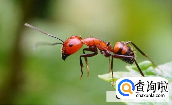 怎么能彻底消灭家里的红蚂蚁