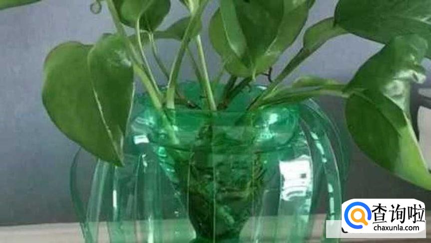 雪碧养花有什么作用吗