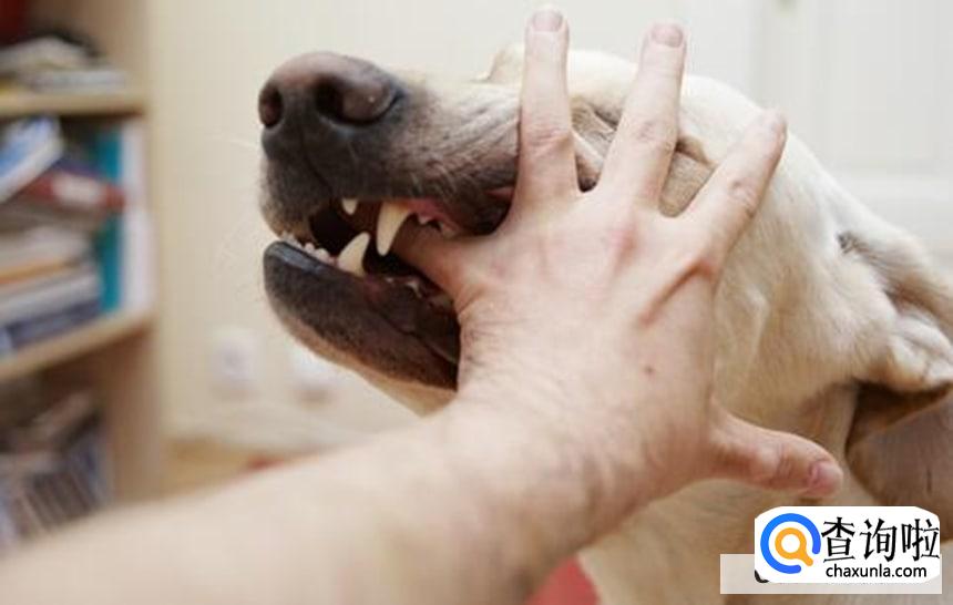 被狗咬了流血怎么办？打针费用多少？