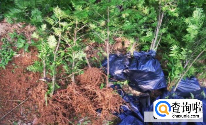 杨梅树怎么种植成活率高