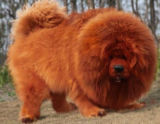 世界上最大的藏獒王