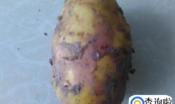 干煎土豆香葱饼