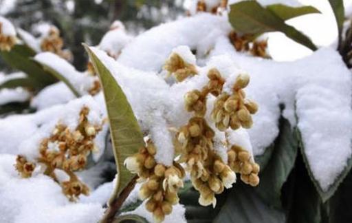 枇杷结果期间要注意什么