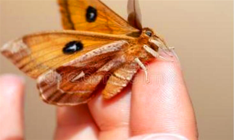 房间有飞蛾怎么办