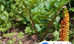 魔芋是什么？魔芋有哪些营养价值？