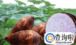 黄金香芋棒怎么做