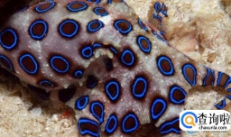 如何分辨蓝环章鱼和普通章鱼