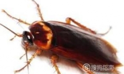 车里有蟑螂怎么办