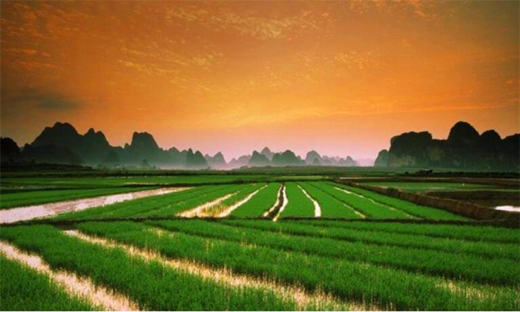 芒种是什么意思