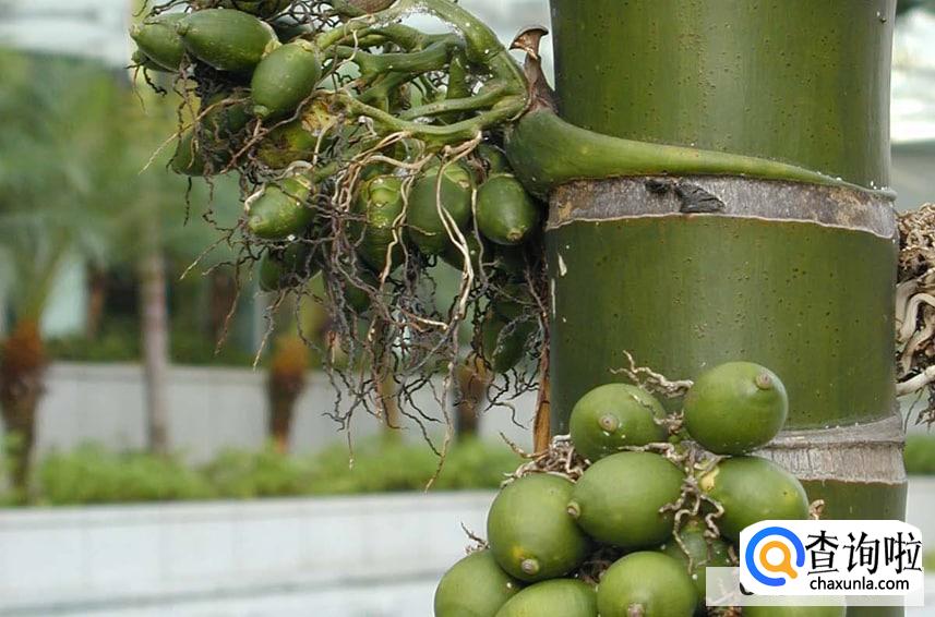 嚼槟榔该怎么戒掉