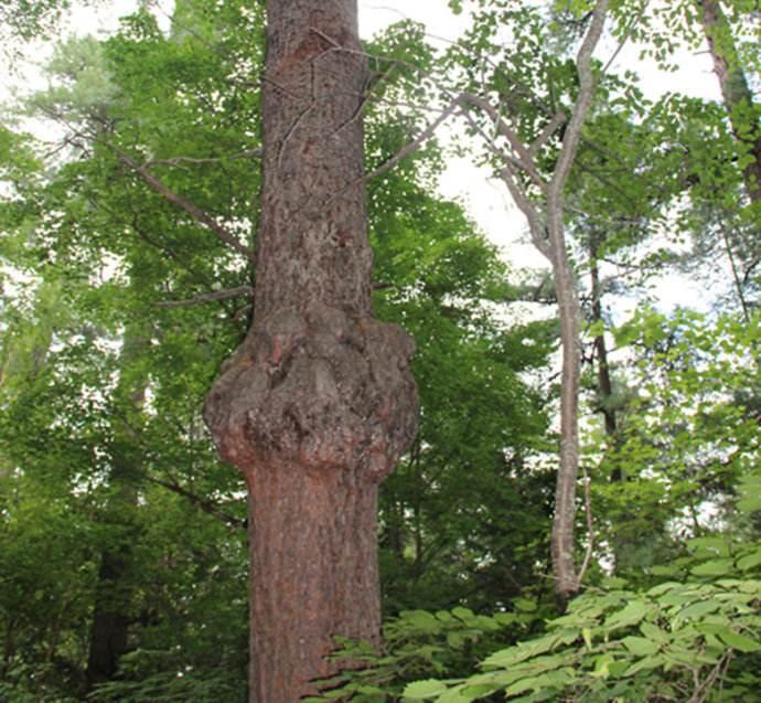 植物为什么会长肿瘤