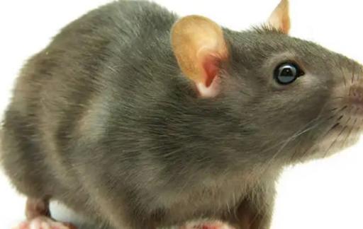 怎么驱赶老鼠有效