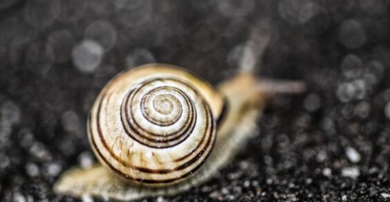 蜗牛吃什么