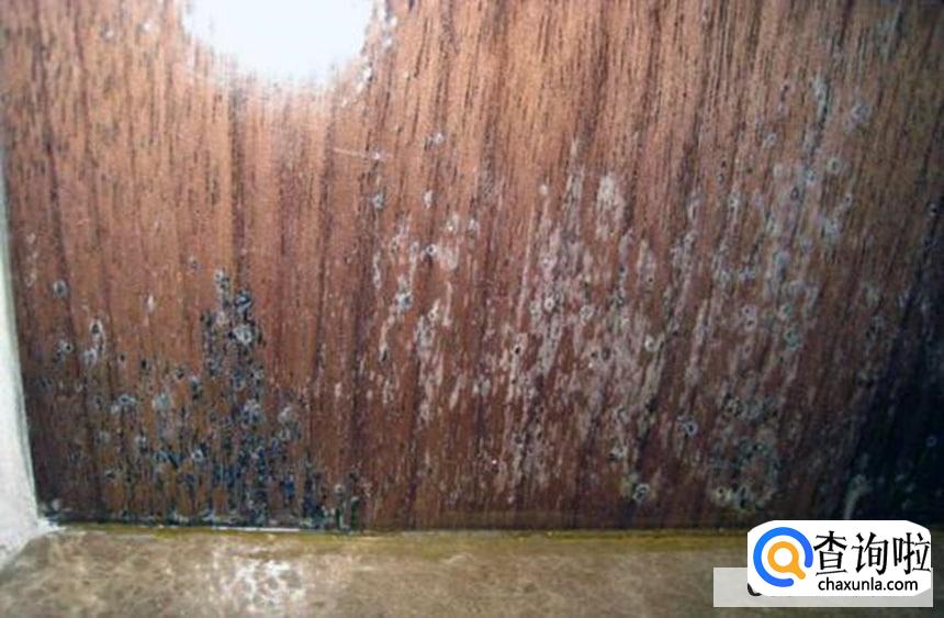 木柜发霉了要怎么办