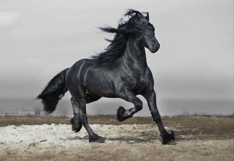 十五天涯共明月是什么生肖