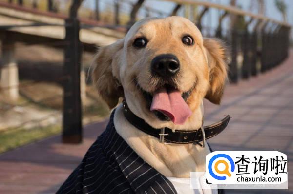 狗狗发烧怎么治疗