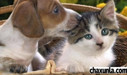 猫和狗能不能一起养