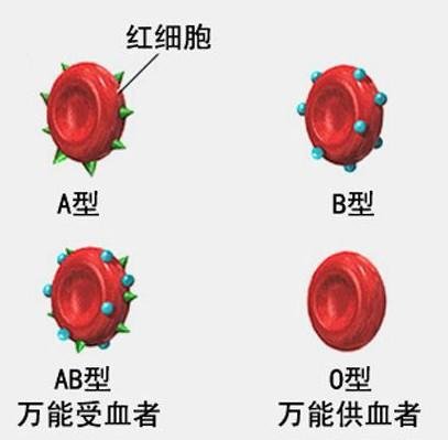 o型血有几种类型