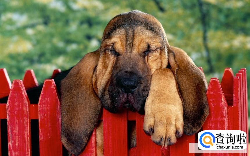 抑郁症养狗有效吗