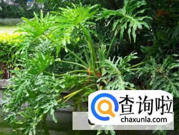 养春雨植物有哪些注意事项