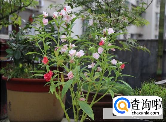 风仙花盆栽养殖方法