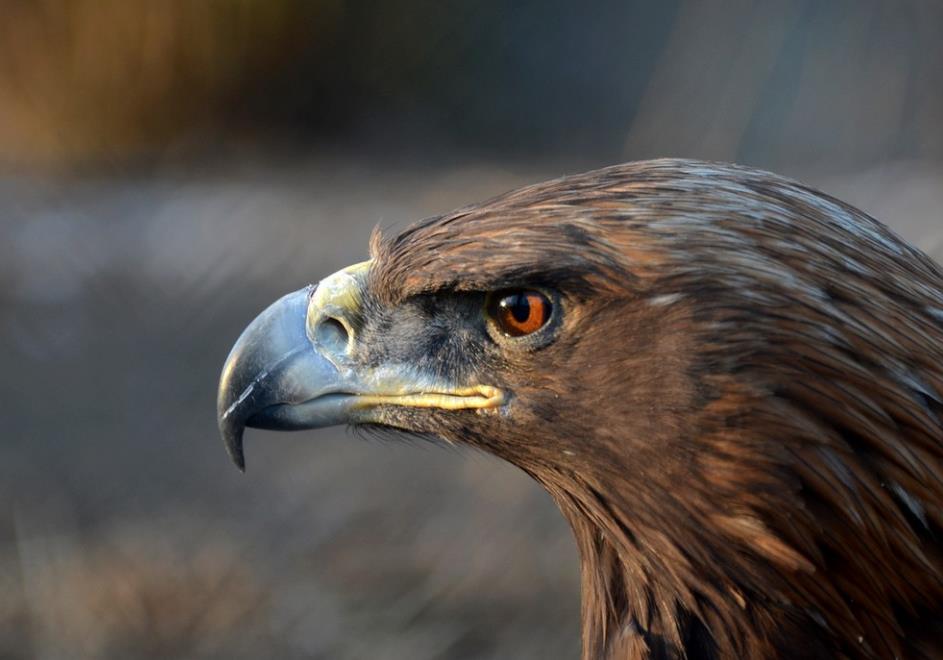 为什么金雕被称为猛禽之王