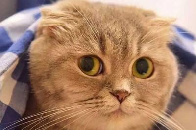 吸猫摊是什么职业