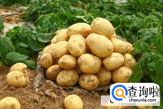 经常吃土豆对身体有什么影响