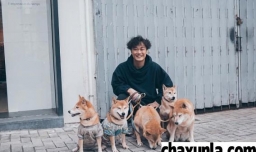 什么时间遛狗最好