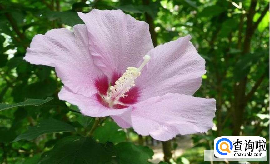 木槿花夏天怎么养护