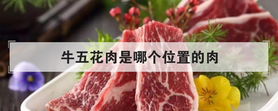 牛五花肉是哪个位置的肉