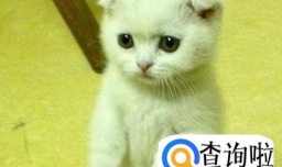 如何读懂猫的心情