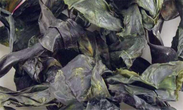 昆布是什么东西