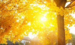 秋天树叶为什么会飘落