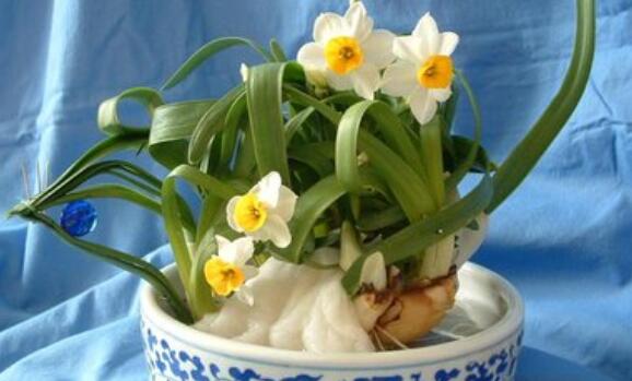 水仙花的花语是什么