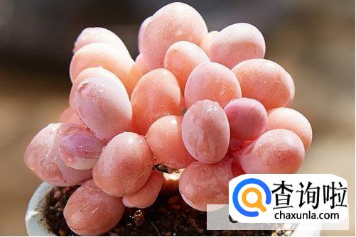 多肉植物夏天怎么养护