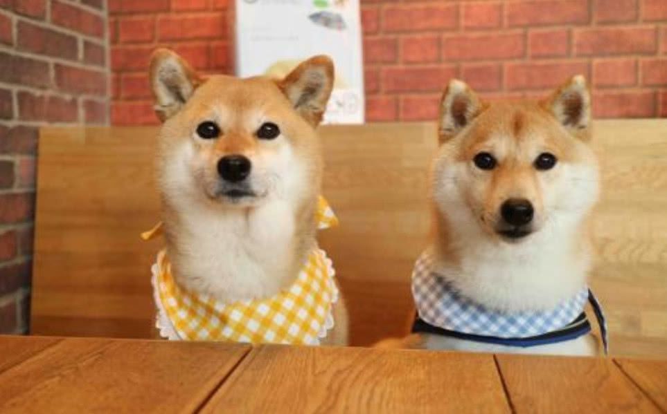 世界上最贵的狗排名