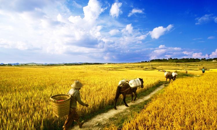 千人糕是经过哪些劳动做成的