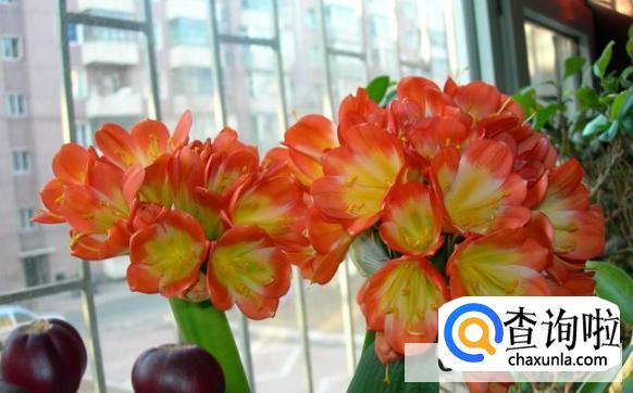 最好养的大型盆栽植物有哪些