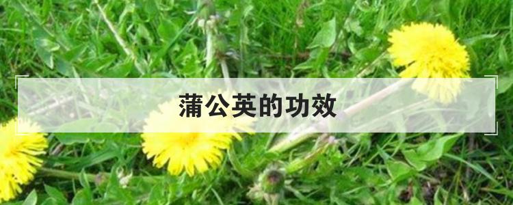 蒲公英的功效