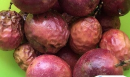 好喝的百香果蜂蜜水怎么做？