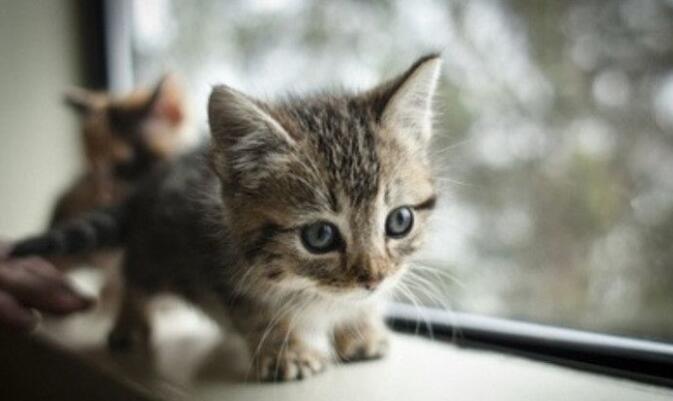 好奇心害死猫是什么意思