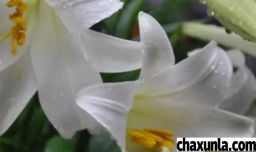 新鲜的百合怎么养活